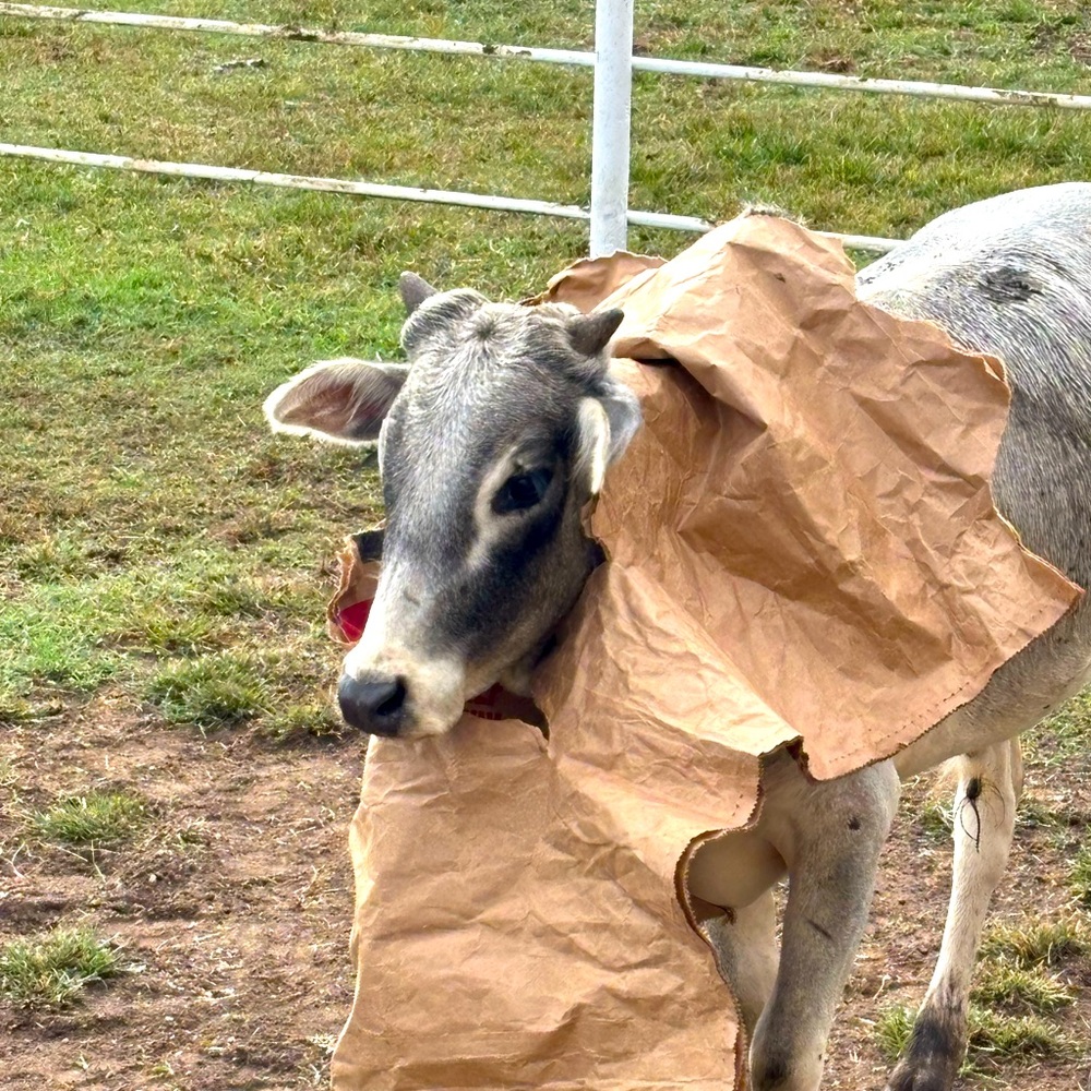 Meet your Posher, Mater